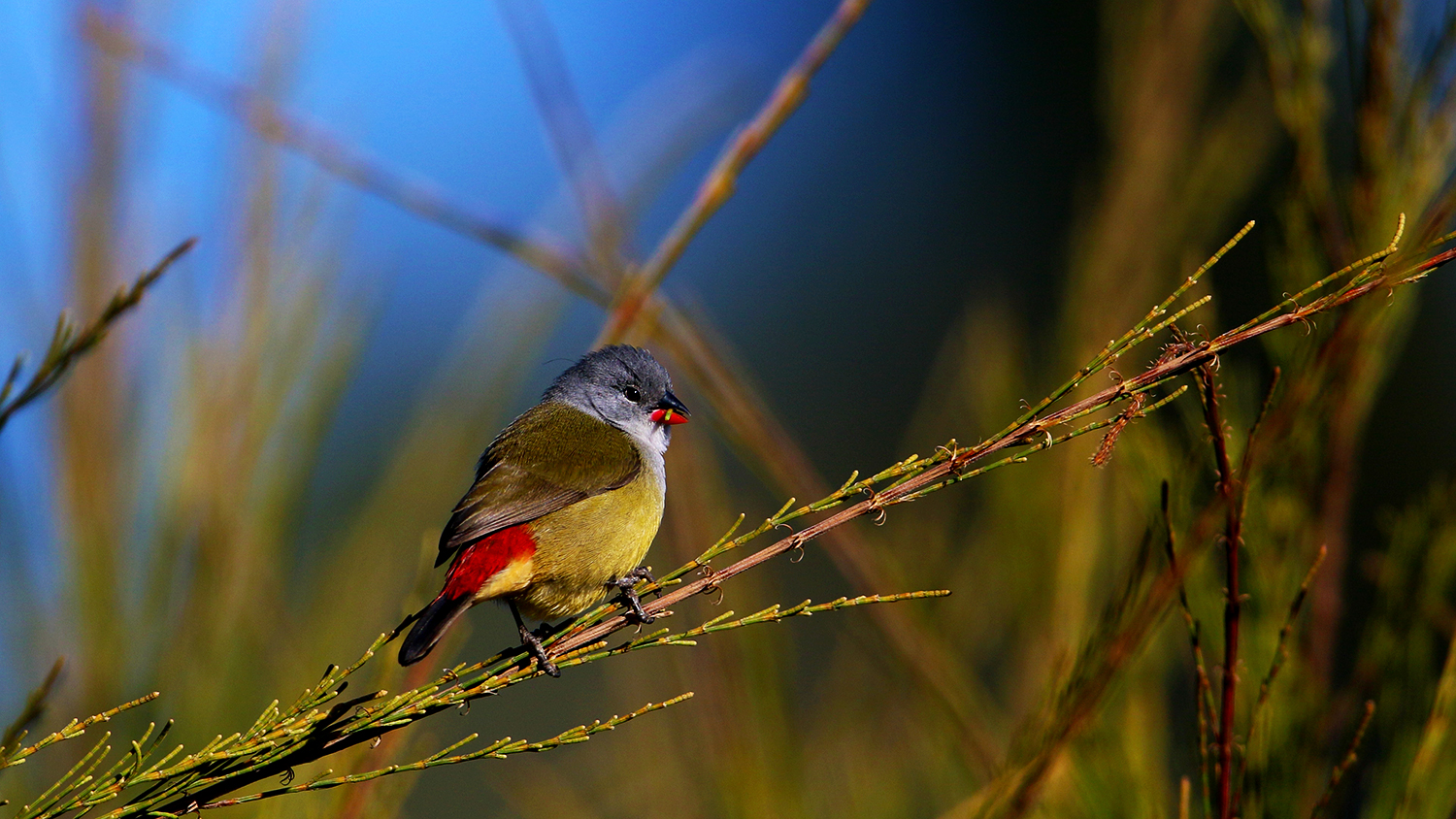 Yellow-bellied Waxbill